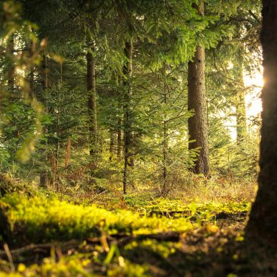 pexels-nejc-kosir-108379-338936-small